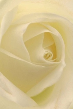 Captured in soft, natural light streaming through a Cowley window, this rose is the very definition of floral artistry that our Cowley neighbours cherish. The petals swirl inwards, creamy-white with subtle hints of pale lemon, so fine and almost translucent in their layering that they seem to drift with each passing moment. Velvet textures invite an imagined touch, recalling the careful hands of Cowley Florist as they weave each arrangement for moments both joyful and solemn in the community. The mood is tranquil, the calm before a new day on Church Street-each gentle shadow between petals adding depth and grace. Emotion quietly emanates from the bloom's perfect form, carrying the essence of comfort, love, or an anniversary sentiment destined for a home overlooking Cowley's green parks. It's easy to imagine the delicate fragrance-barely there, sweet, and reassuring-enfolding a room with grace, as if the rose itself were a silent embrace from a cherished friend. This image is a testament to the tradition, respect, and skilled hands that uphold every meaningful floral gesture in our part of Oxford.
